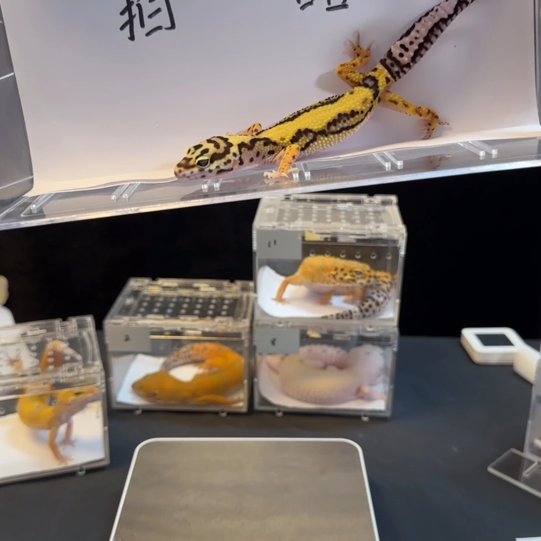 豹纹守宫111111111