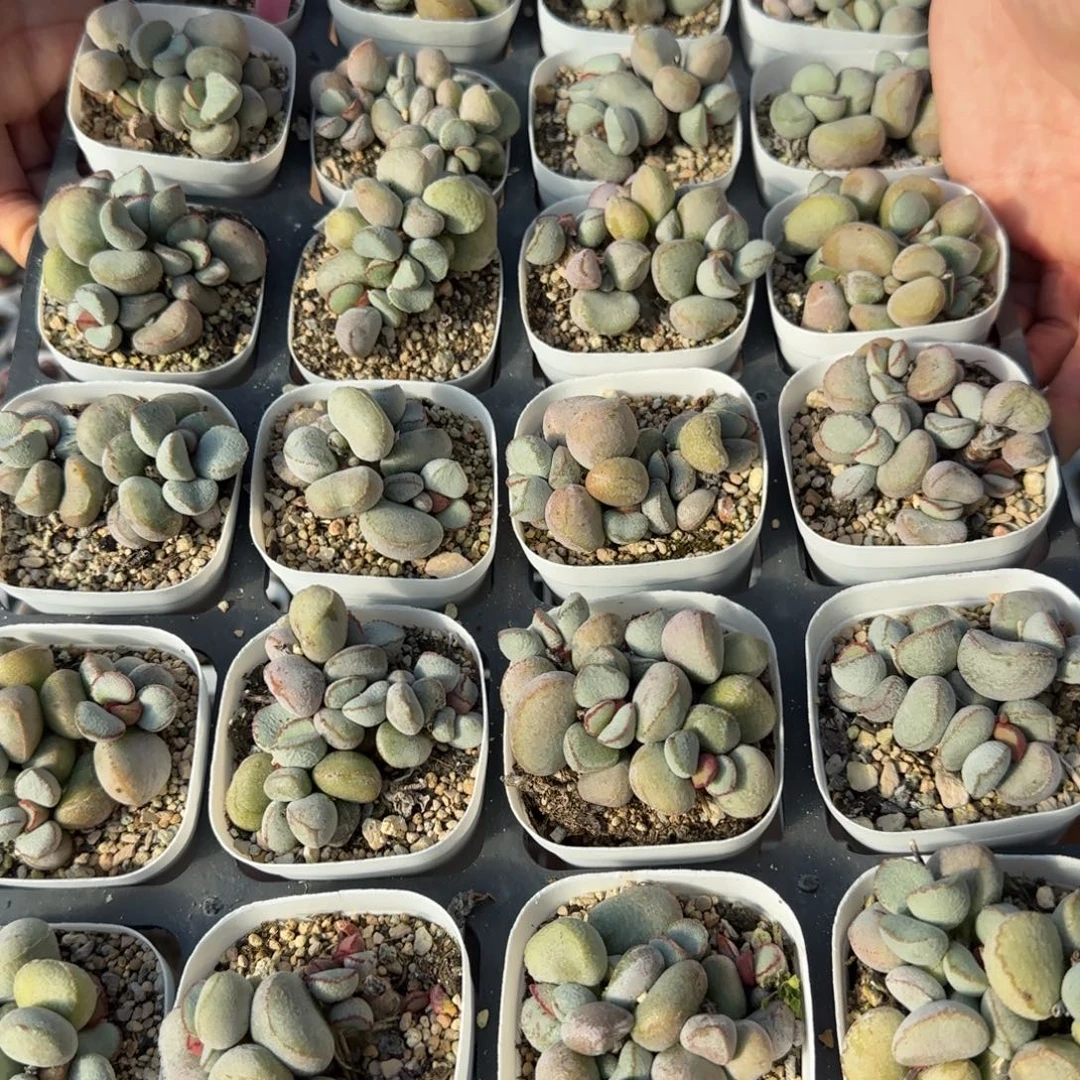 单颗硬叶白蛋量拍链接