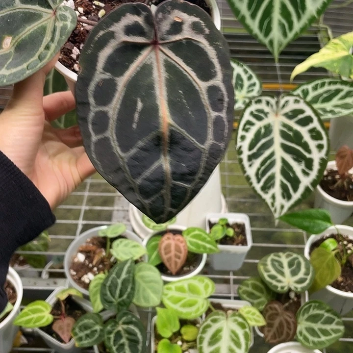 完全开放Nse红水晶