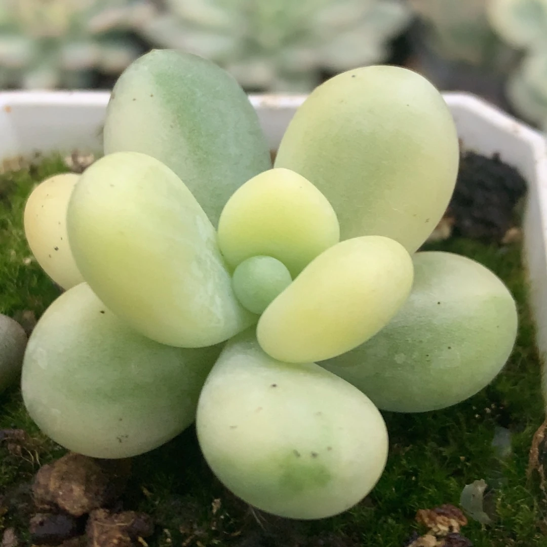 奶酪锦锦锦锦锦锦集了