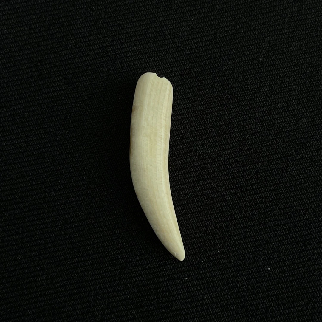 H8722 牙尖 只做天然猛犸牙