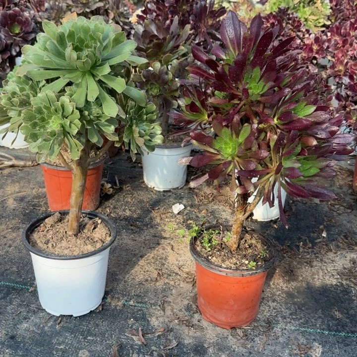 绿法师➕黑法师。