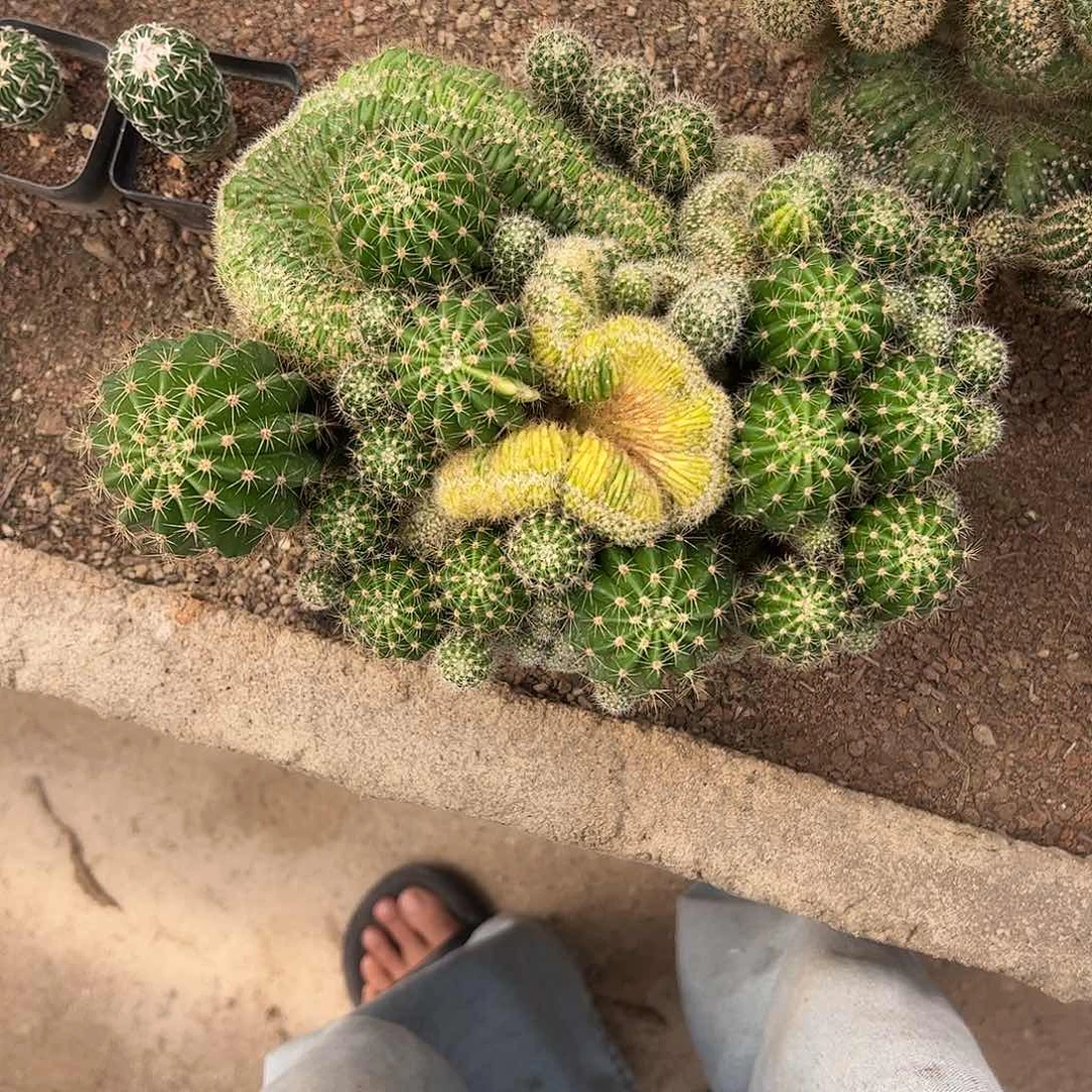 野***友实生彩草缀化一物一拍