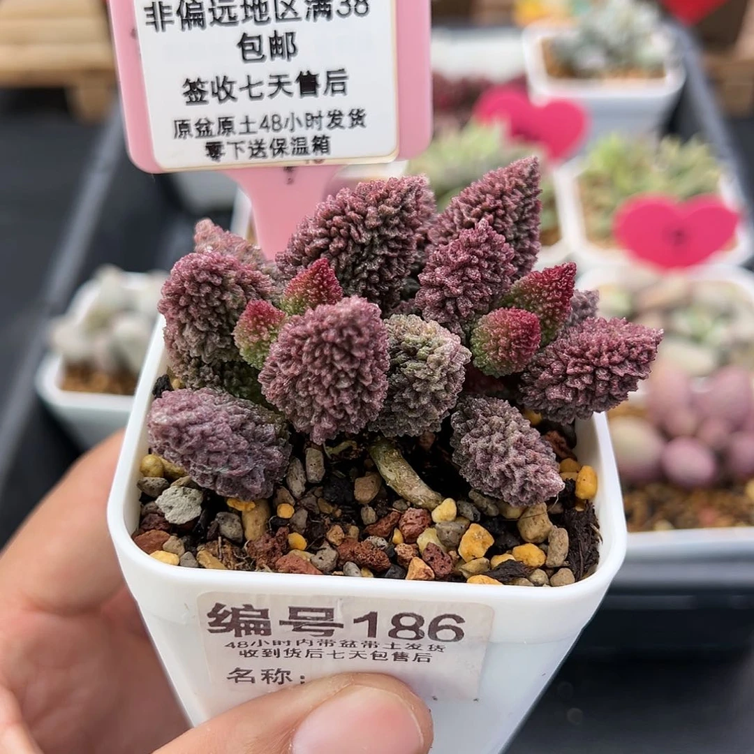 186朱紫玉水泡多肉