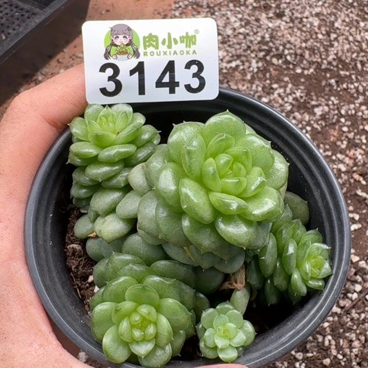 初****多肉植物多肉植物