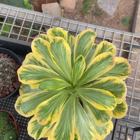 大扇贝麒麟锦16仙人球