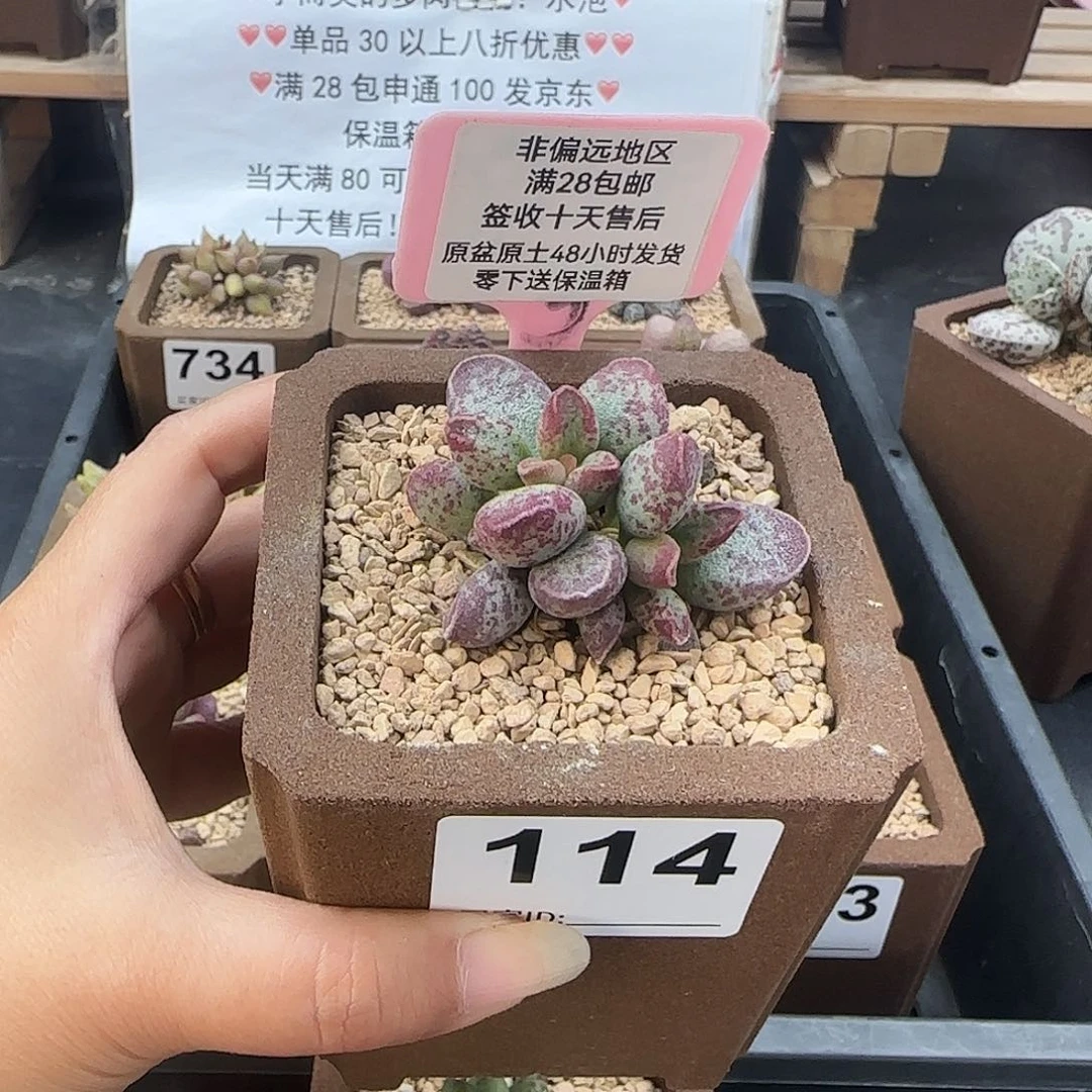 114艾薇多肉植物
