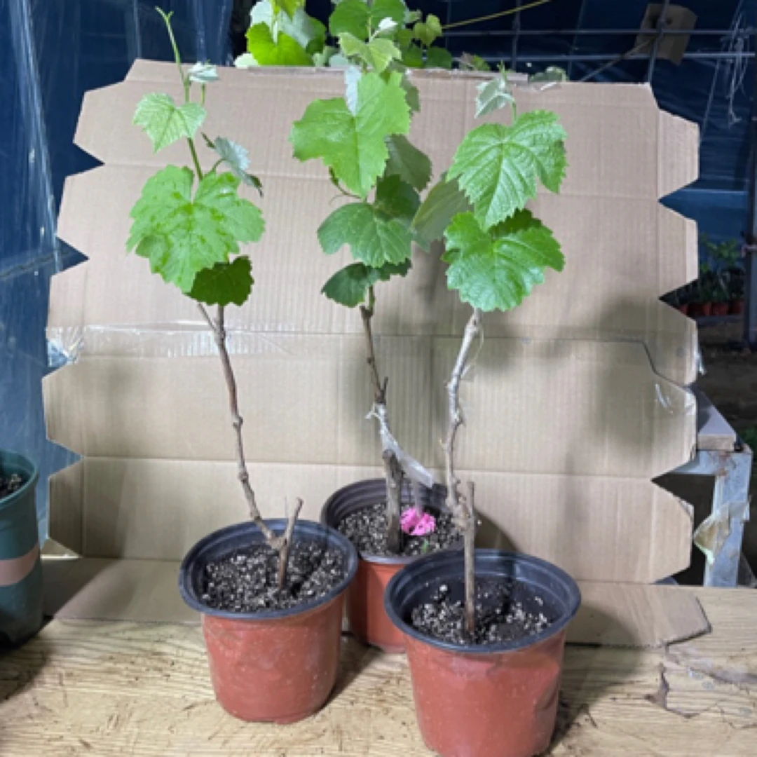 白玉葡萄苗带土带叶发货