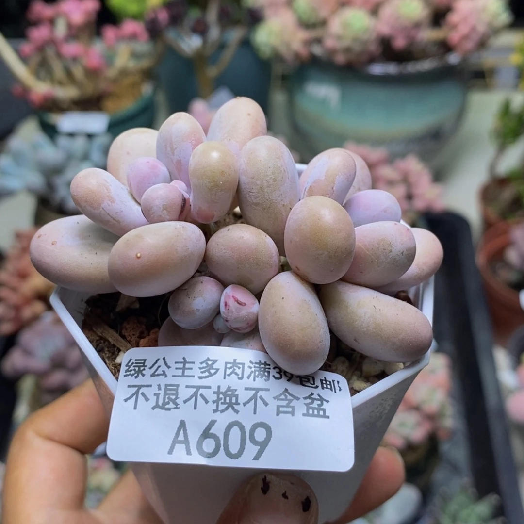 609水光针多肉5c m