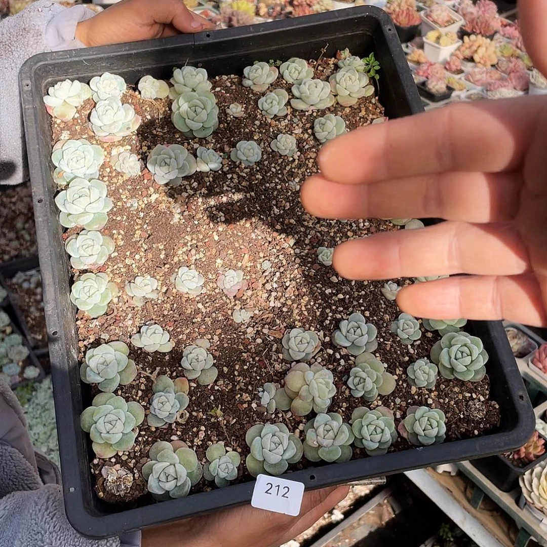 兔***王212。 切盒发货。