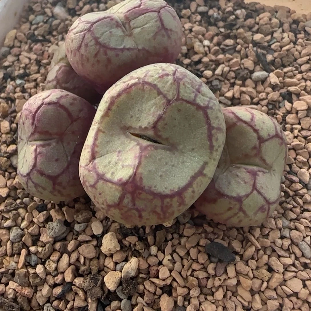 ?****生1.27多肉紫猴一群57号