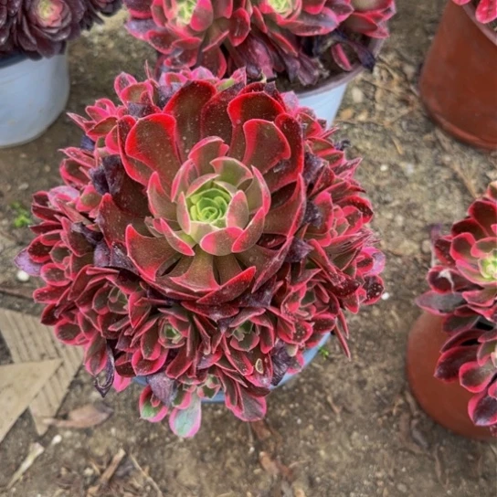 红女郎8.88加急发明天早上