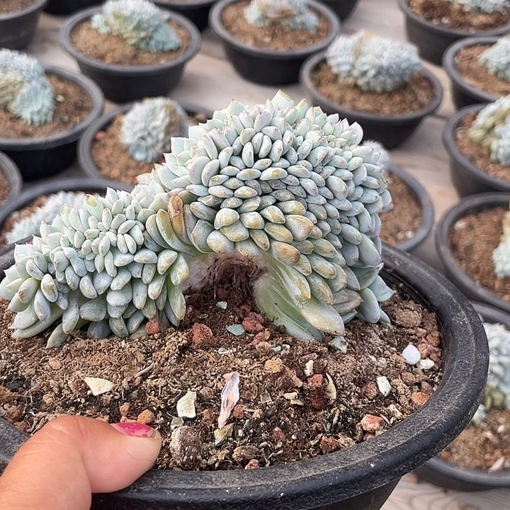 实生石榴子星影缀化多肉55