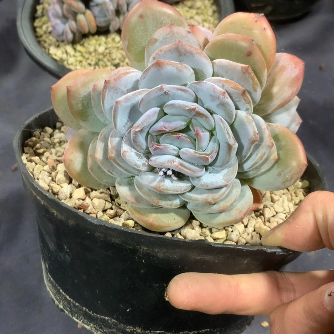 哈哈哈哈哈哈哈哈