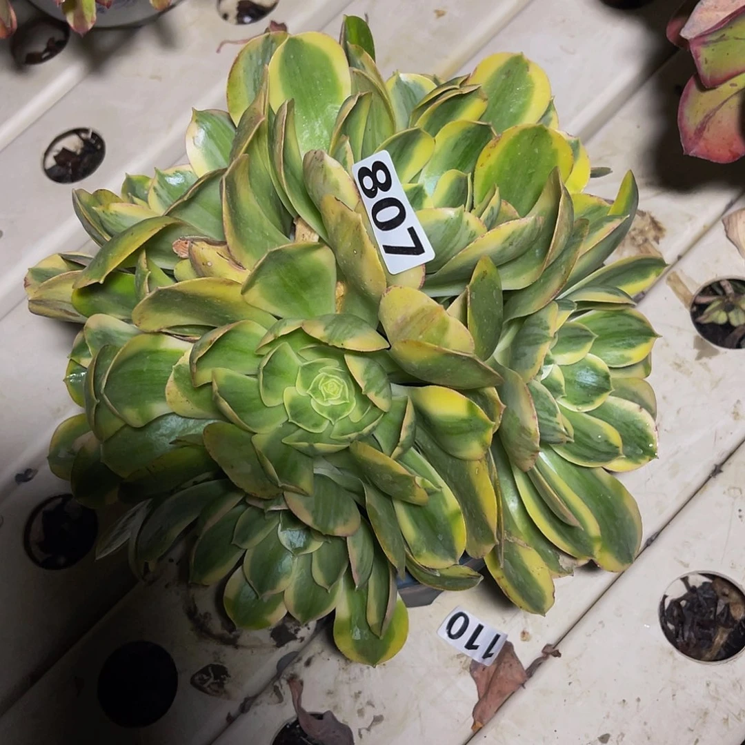 法师法师7-6包邮法师