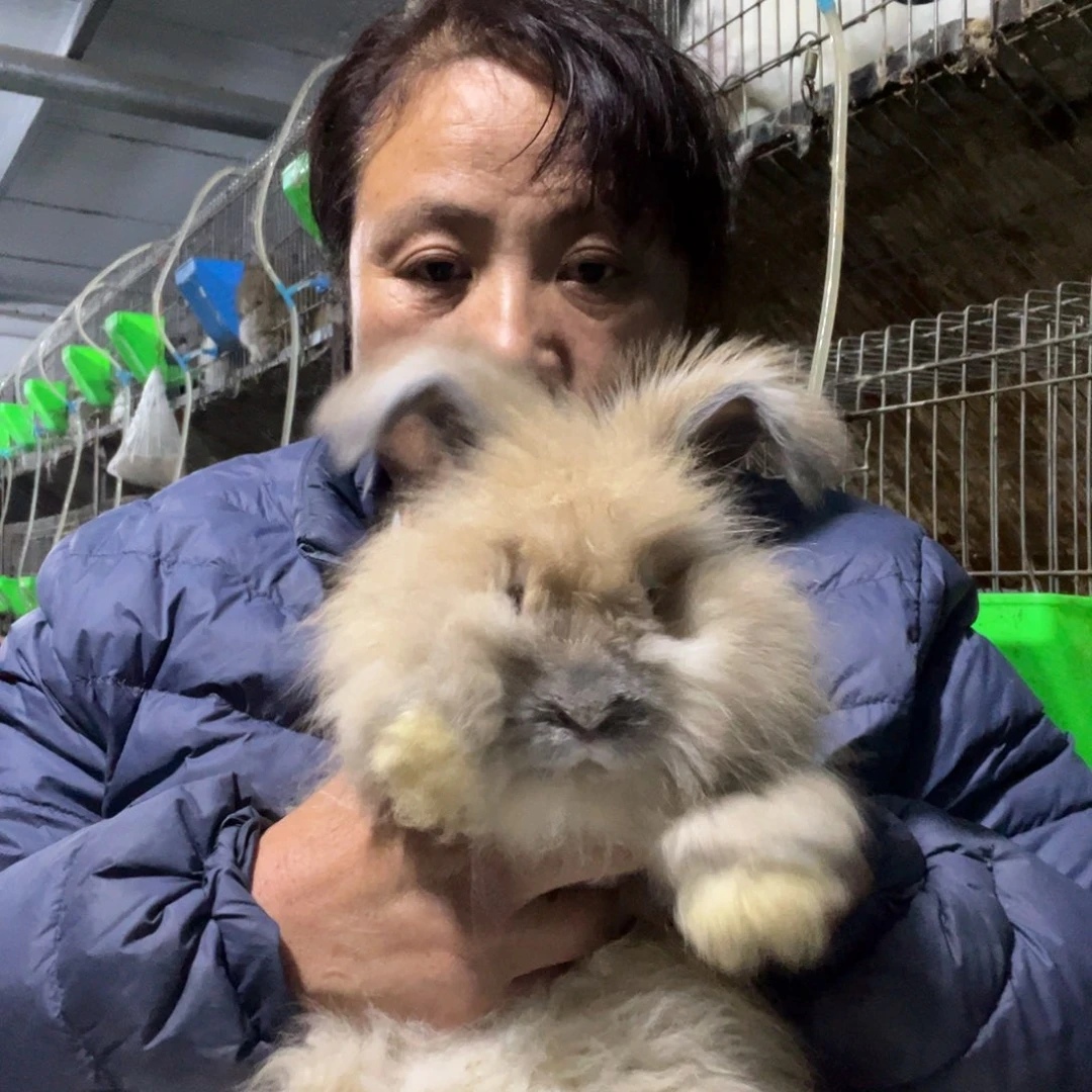 英系安哥拉宠物兔