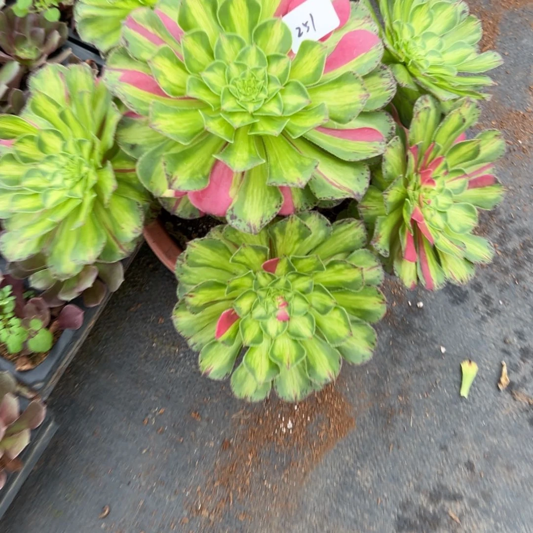 251知否多肉多肉炖肉