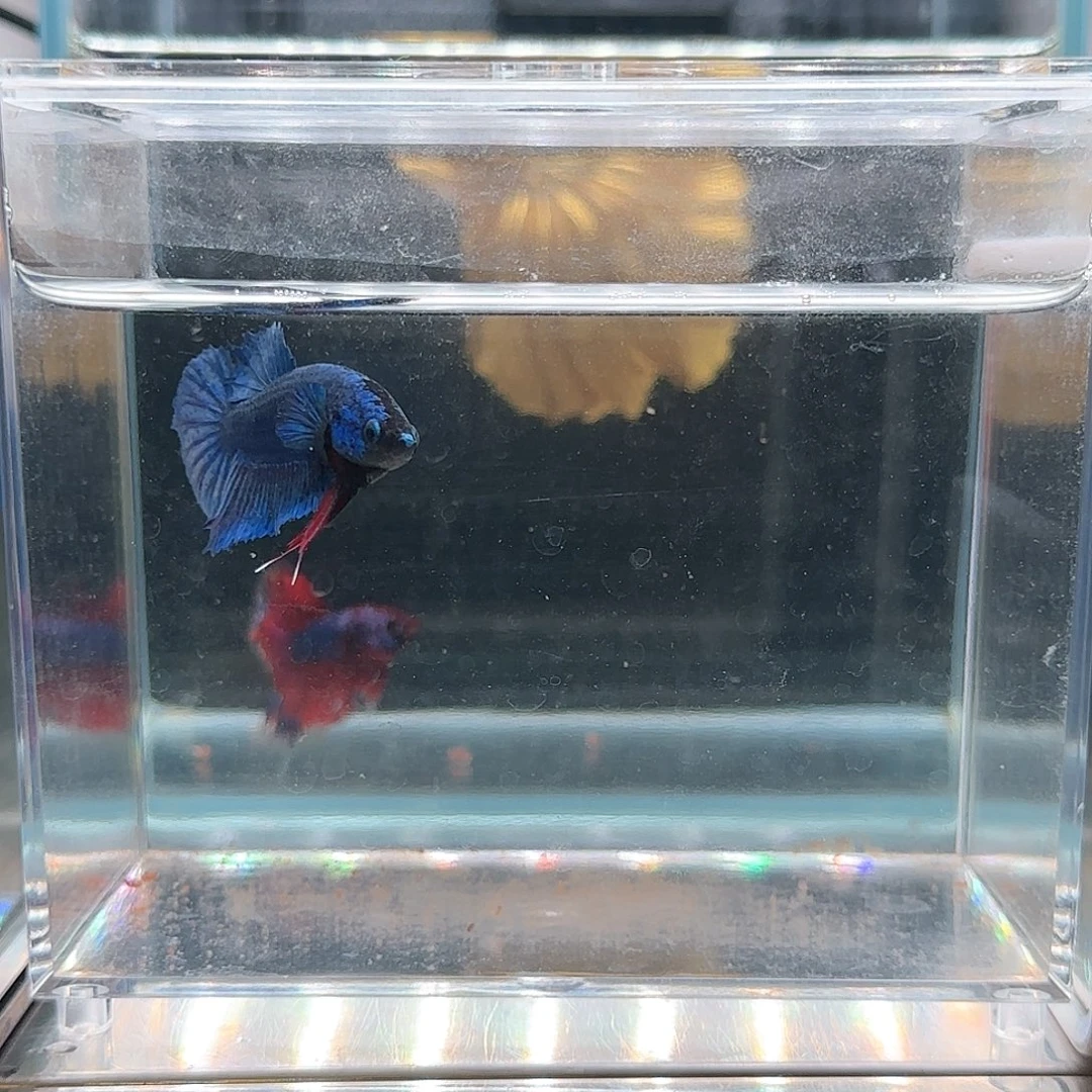 斗鱼活体观赏鱼好养耐活