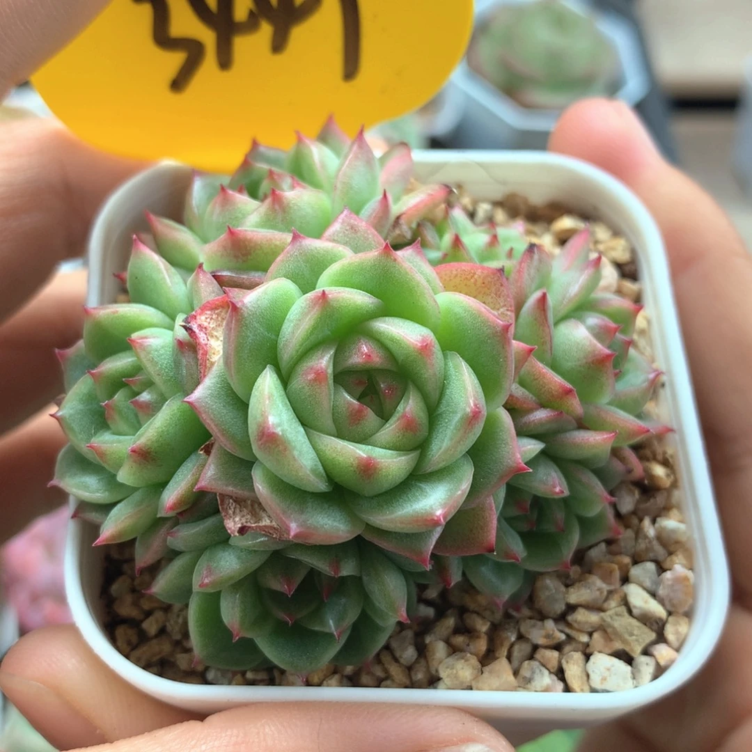 定繁520麦秆群3449