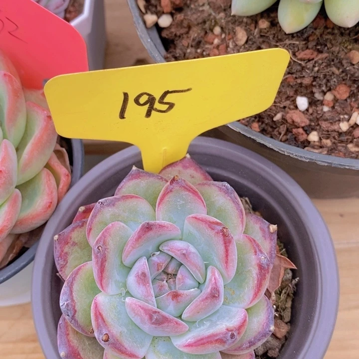 多肉植物，一物一拍