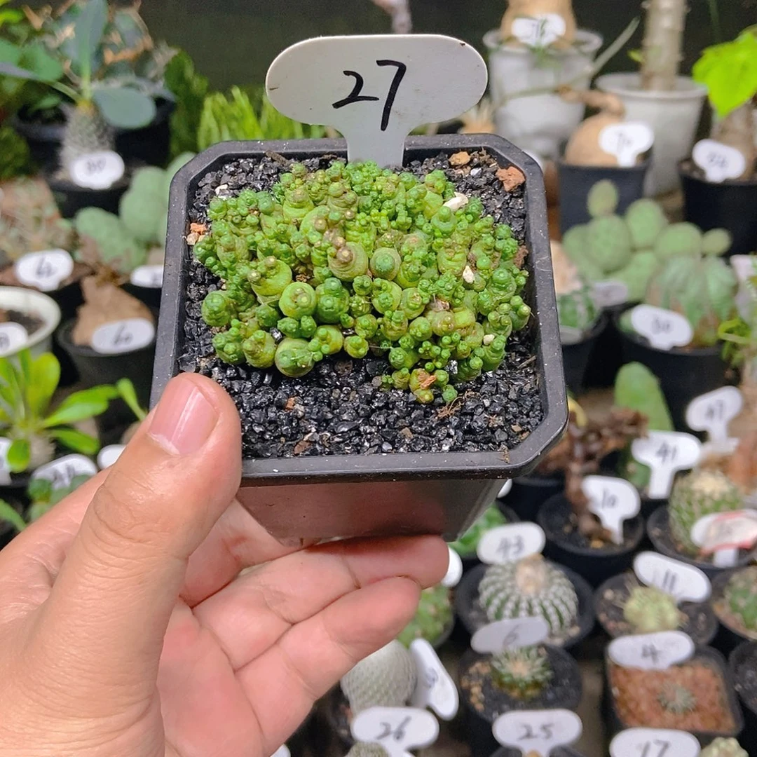 高砂一点红一物一拍