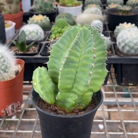 无刺魁伟玉7仙人球