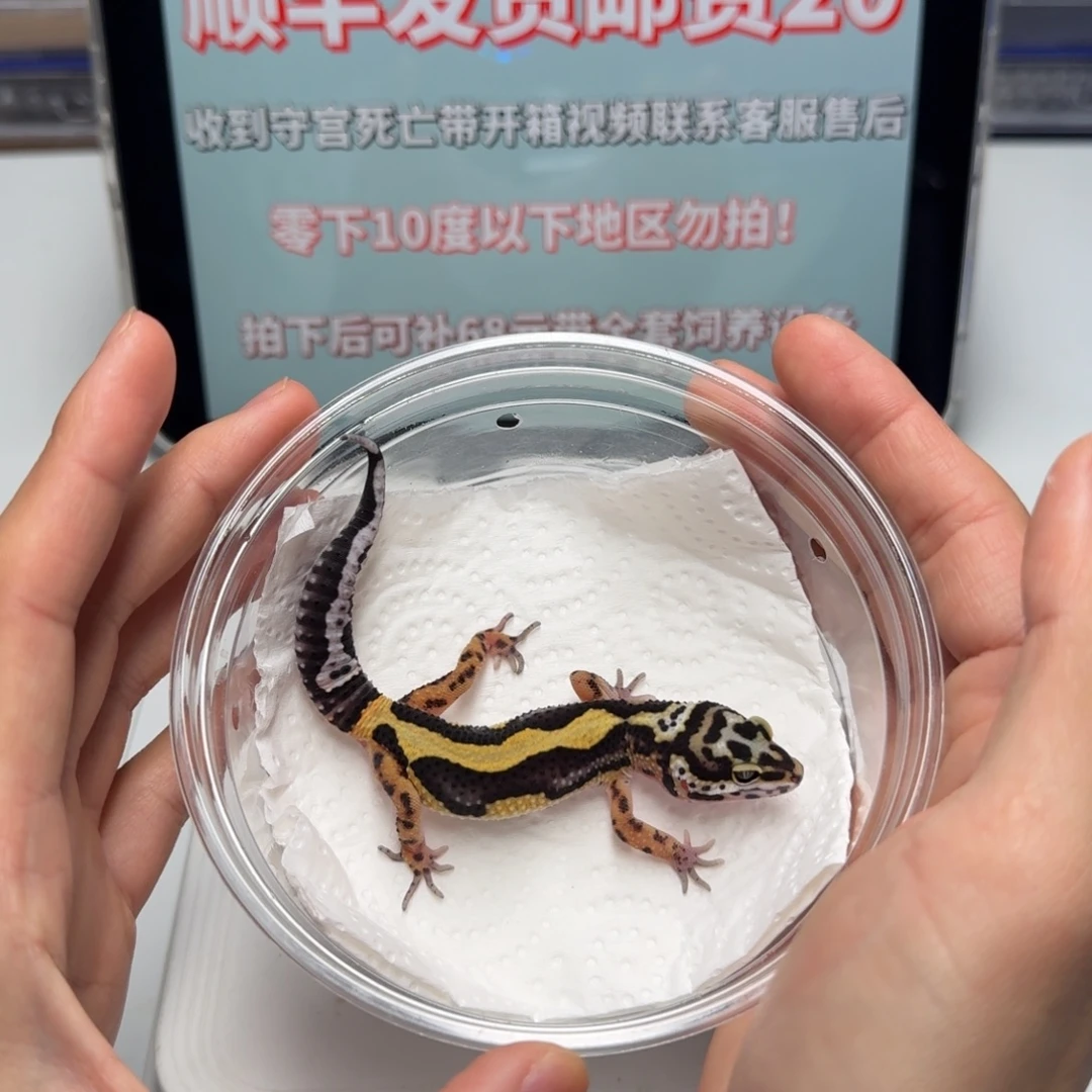 豹纹守宫土匪妹妹