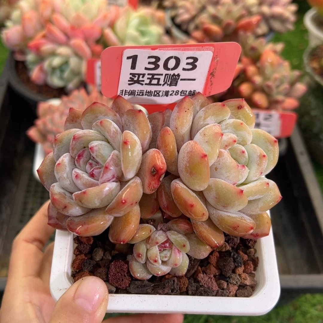 表妹精品多肉1303: