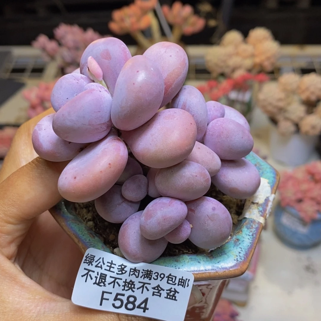 584橙奶多肉肉6cm