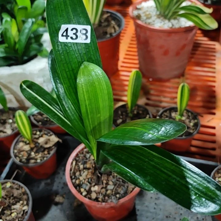 完全开放zxcv778453