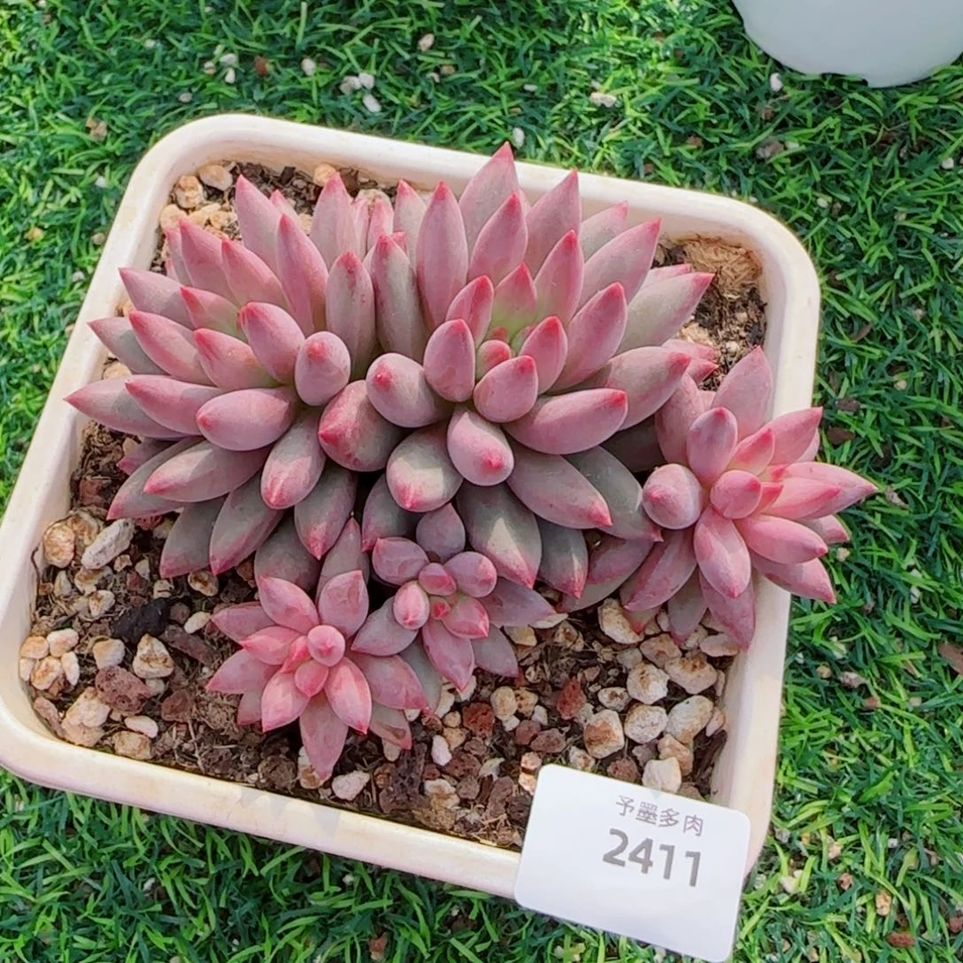 虞美人，2411多肉植物