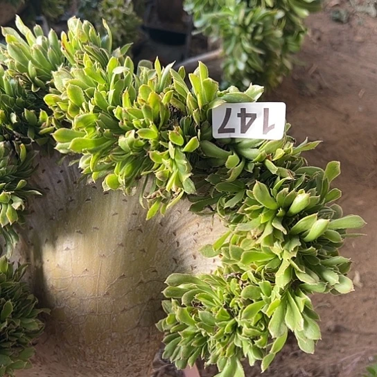 老***歌多肉植物一个妖装