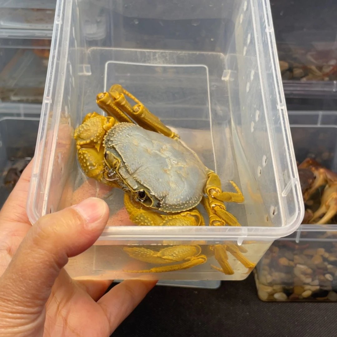 【闪购商品】精**哥溪蟹