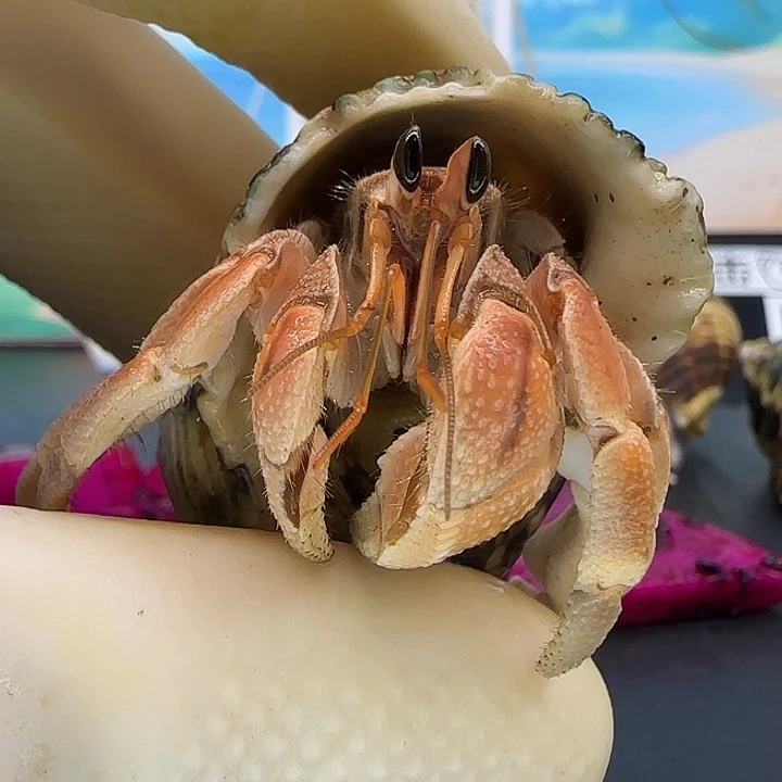 A2灰白2.0cm口径灰白