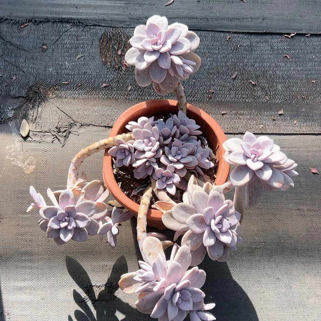 皮皮多肉一物一拍  桃霜