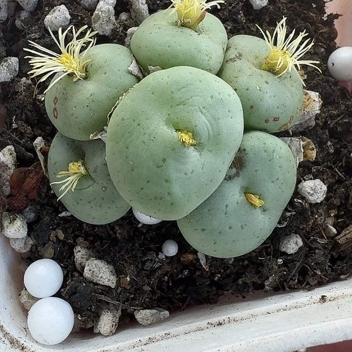 老马生石花大饼128