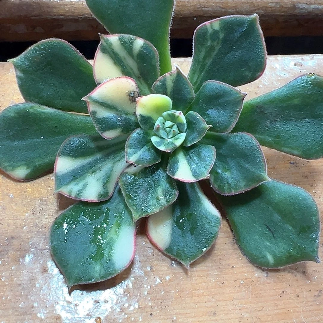 丹尼尔锦 一单包邮非偏远