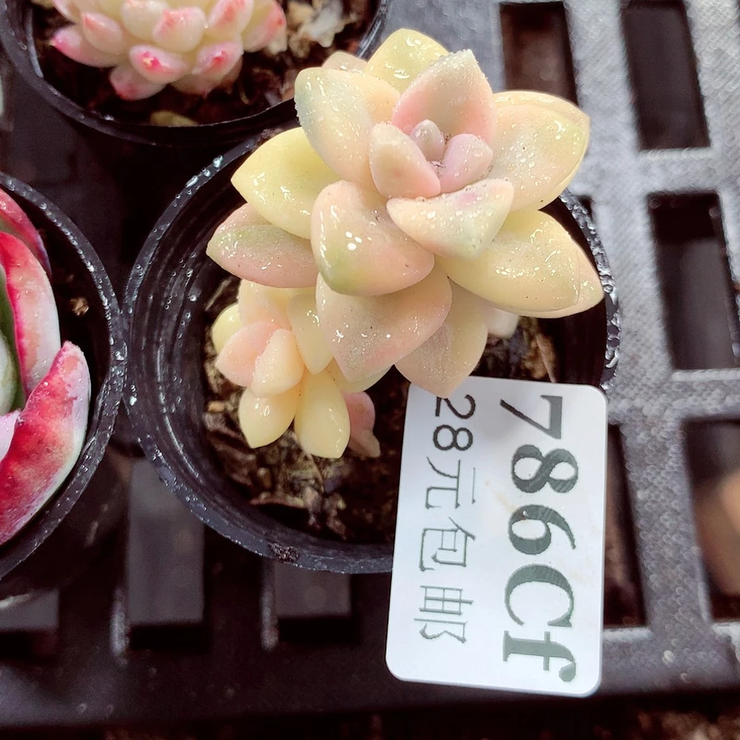 5厘米盆精控多肉786