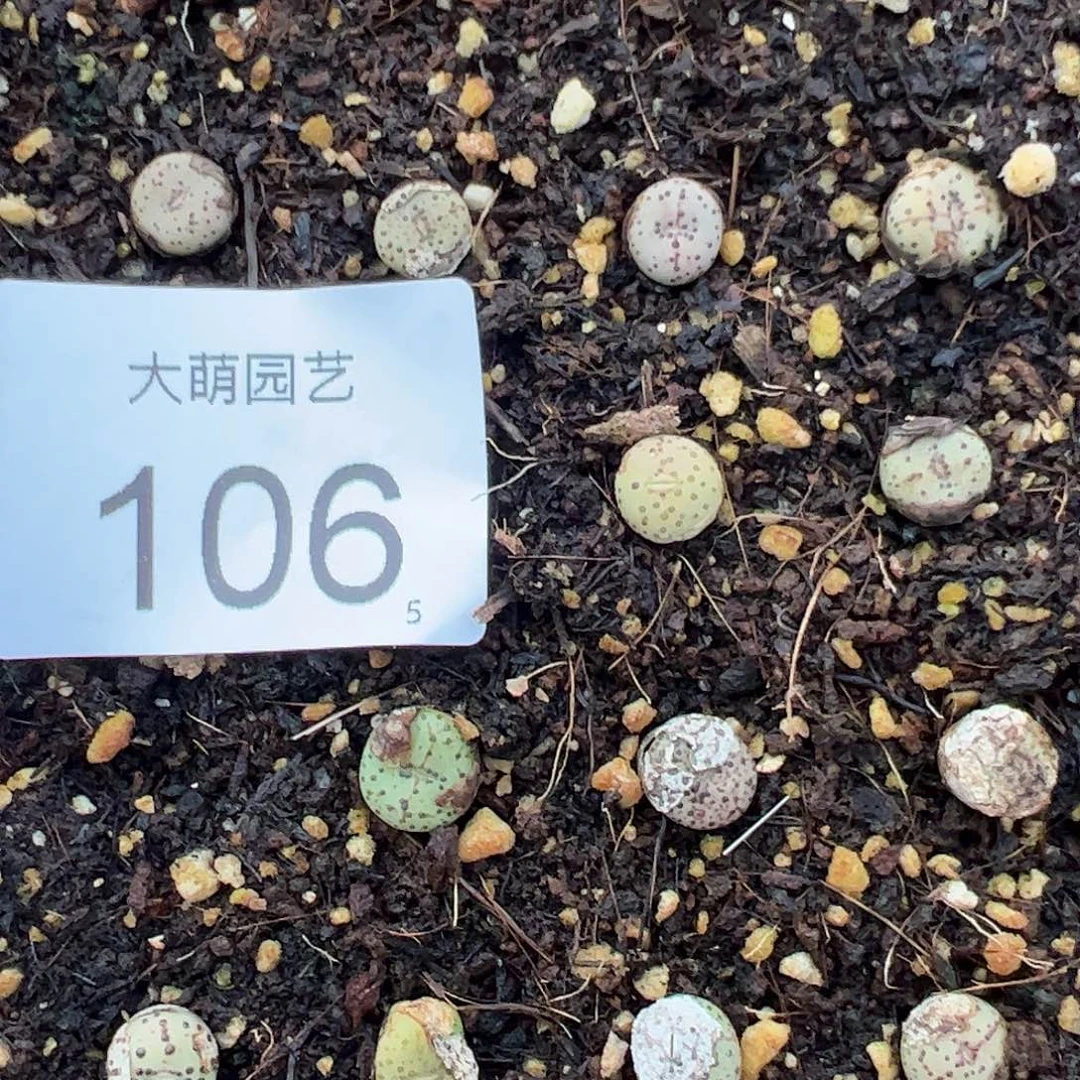 0000107量拍匈牙利种源1452.64火龙果安贞1颗