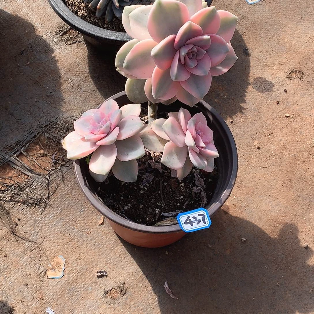 437紫乐锦 一物一拍多肉