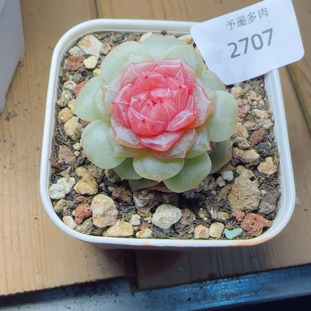 粉恋，2707下班福利，