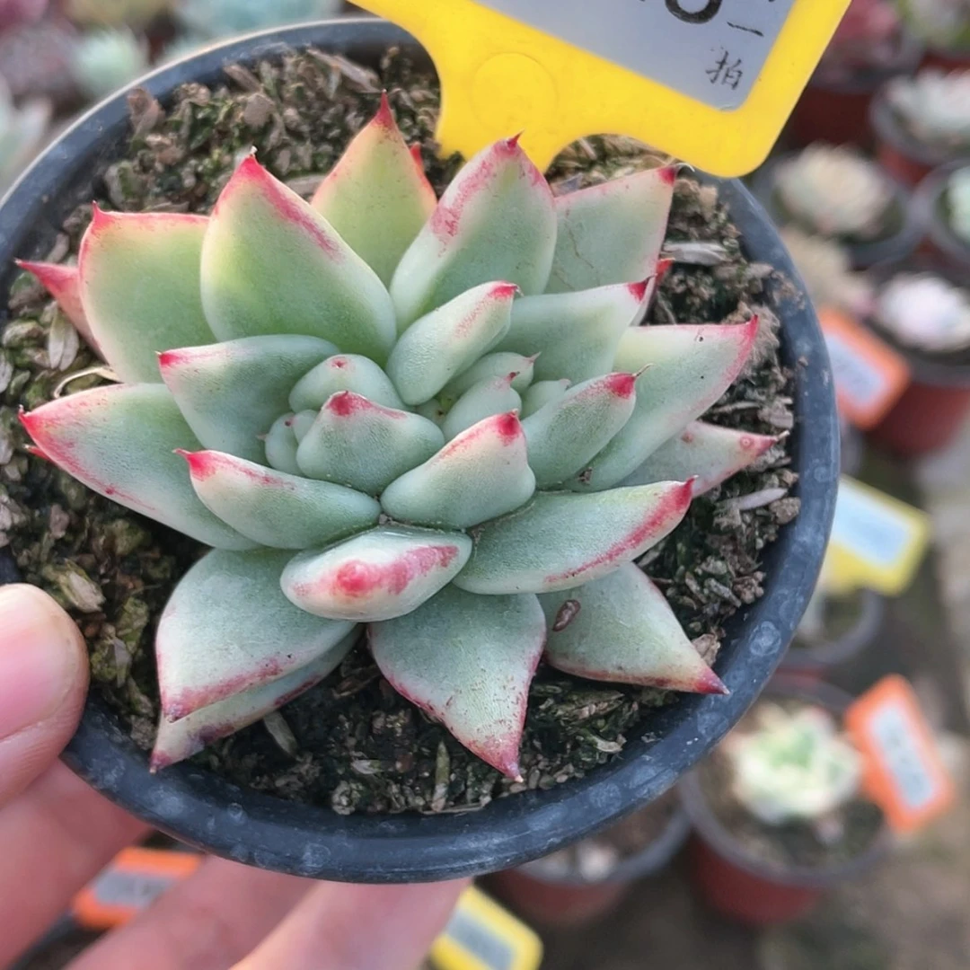 【闪购商品】1245号