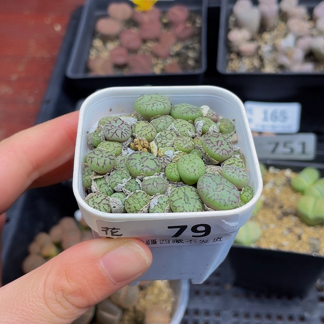 79000000花花花花花花花花