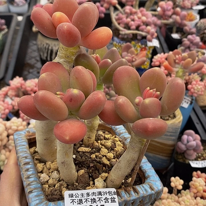 金蝉老桩265多肉植物