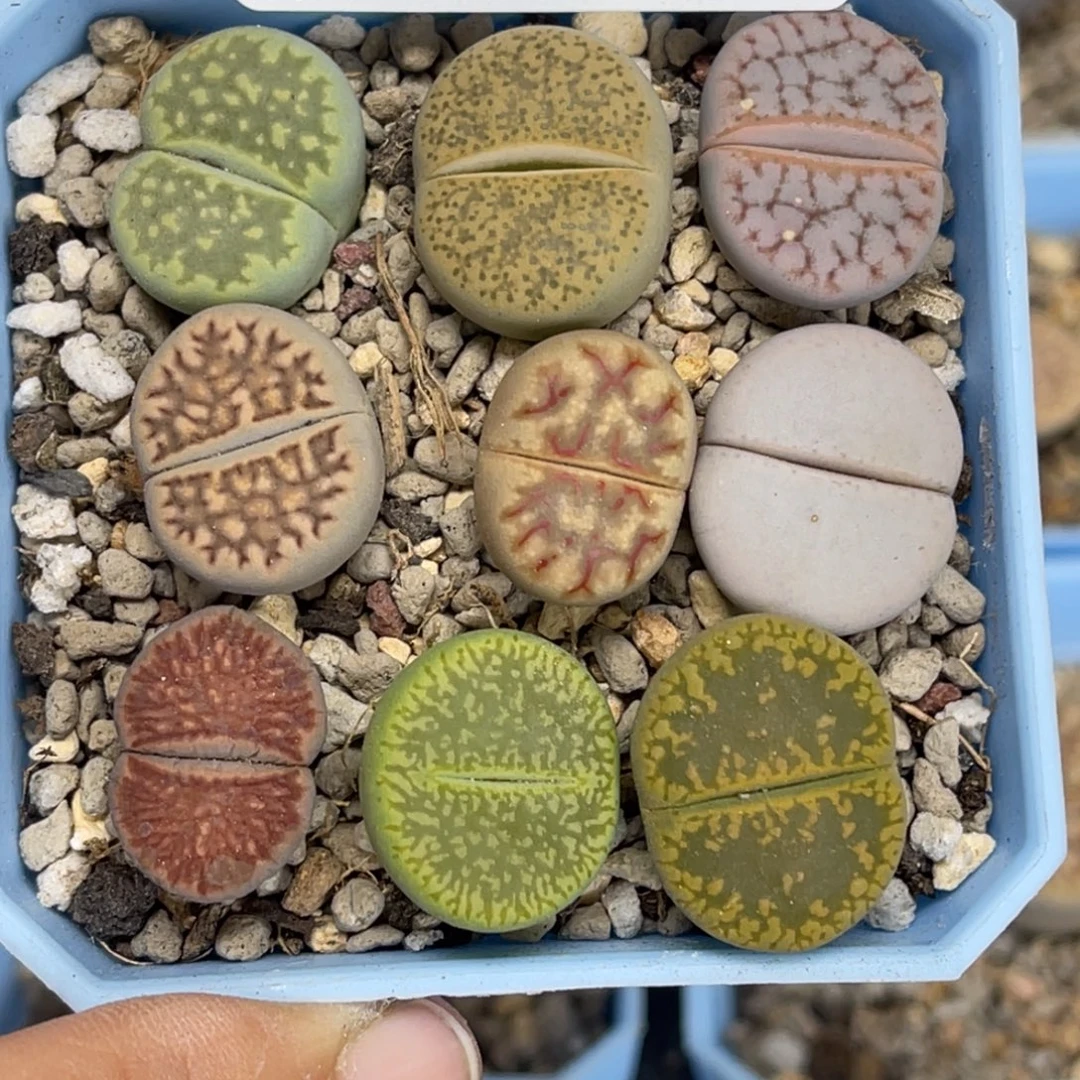 9582彩拼9颗尺寸2.0