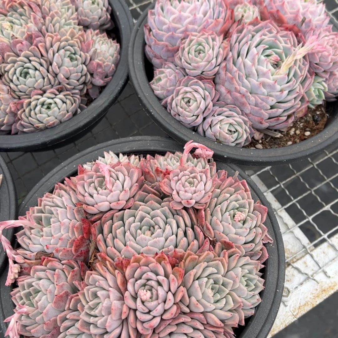 春节大福利，230盆孤星