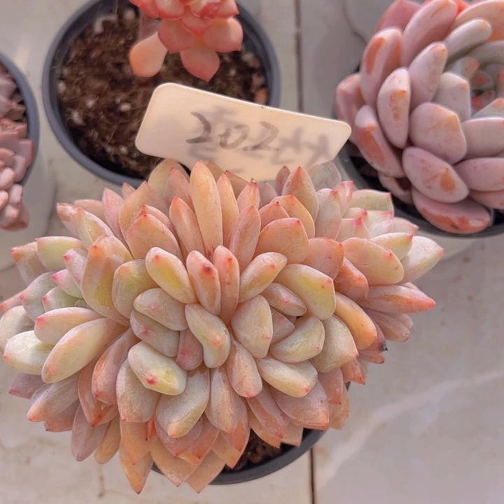 健健康康平平安安