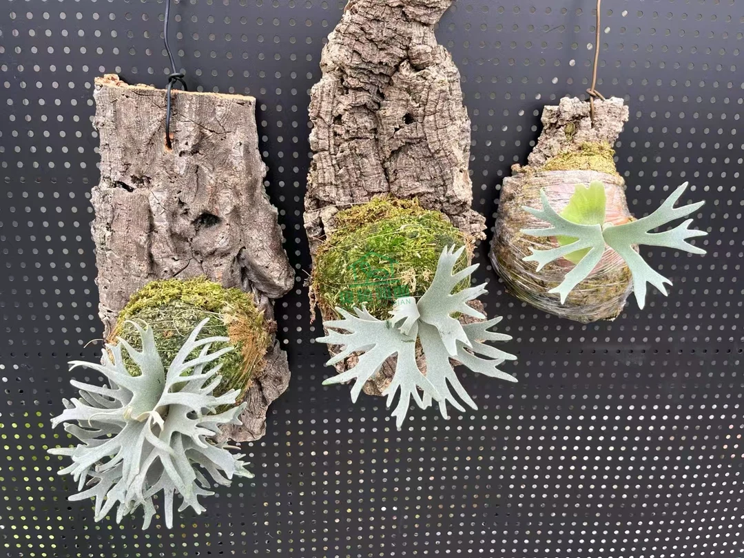 直播拍银鹿细菌皇冠鹿角蕨网红风上墙室内好养绿色观叶盆栽挂板