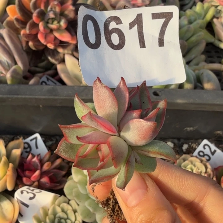 无根多肉植物满18包邮当场凑单不满单隔天发顺丰到付