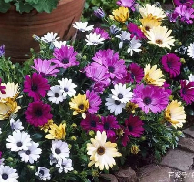 【蓝目菊】花苗南非万寿菊室外阳台庭院植物耐寒盆栽四季观花开花